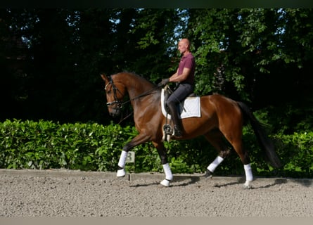 Hanovrien, Hongre, 5 Ans, 173 cm, Bai