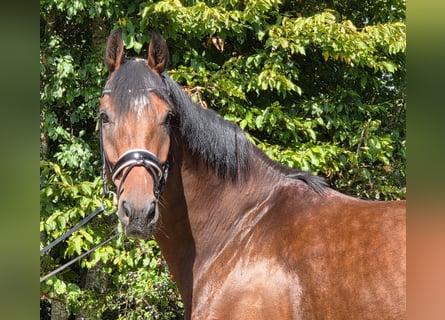Hanovrien, Hongre, 5 Ans, 173 cm, Bai