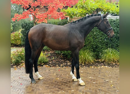Hanovrien, Hongre, 5 Ans, 173 cm, Bai