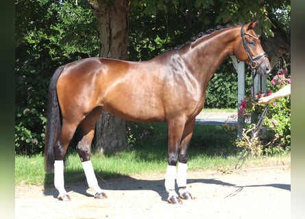 Hanovrien, Hongre, 5 Ans, 173 cm, Bai