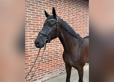 Hanovrien, Hongre, 5 Ans, 173 cm, Noir