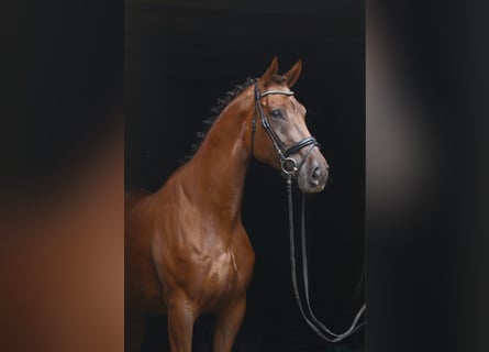 Hanovrien, Hongre, 5 Ans, 174 cm, Alezan brûlé