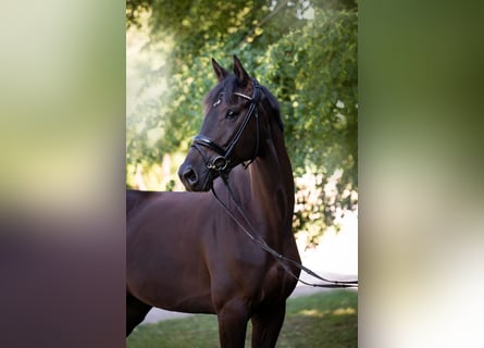 Hanovrien, Hongre, 5 Ans, 174 cm, Noir