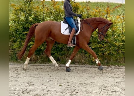 Hanovrien, Hongre, 5 Ans, 175 cm, Alezan
