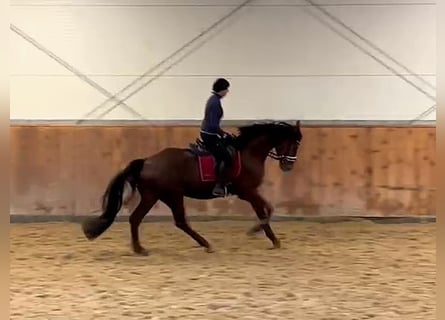 Hanovrien, Hongre, 5 Ans, 176 cm, Alezan brûlé