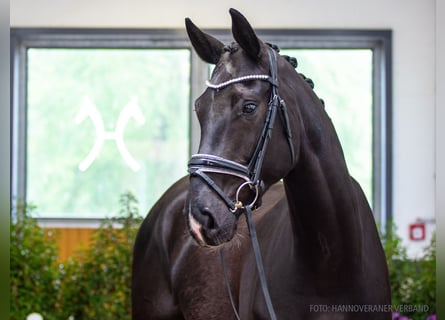 Hanovrien, Hongre, 5 Ans, 176 cm, Noir