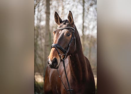 Hanovrien, Hongre, 5 Ans, 178 cm, Bai brun