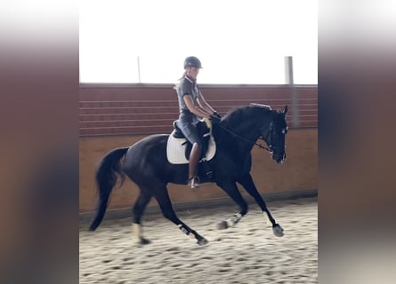 Hanovrien, Hongre, 5 Ans, 178 cm, Noir