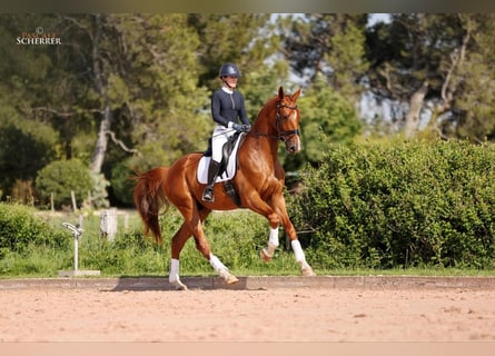 Hanovrien, Hongre, 5 Ans, 180 cm, Alezan