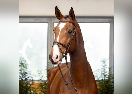 Hanovrien, Hongre, 5 Ans, 183 cm, Bai