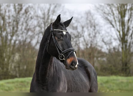 Hanovrien, Hongre, 5 Ans, Bai brun foncé