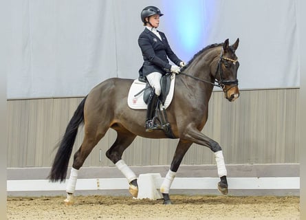 Hanovrien, Hongre, 5 Ans, Bai