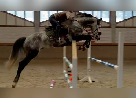 Hanovrien, Hongre, 6 Ans, 165 cm, Gris