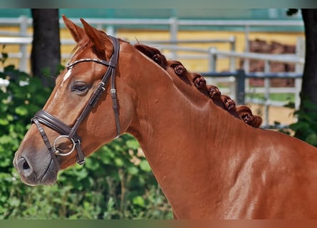 Hanovrien, Hongre, 6 Ans, 166 cm, Alezan