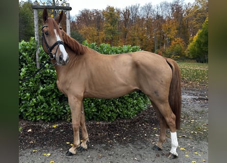 Hanovrien, Hongre, 6 Ans, 167 cm, Alezan