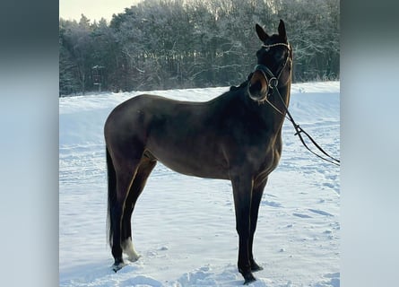 Hanovrien, Hongre, 6 Ans, 168 cm, Bai brun