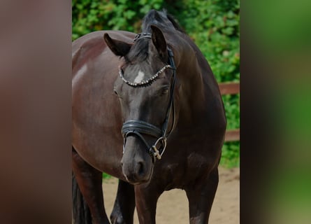 Hanovrien, Hongre, 6 Ans, 168 cm, Noir