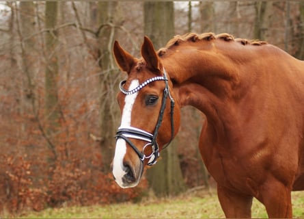 Hanovrien, Hongre, 6 Ans, 170 cm, Alezan