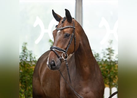 Hanovrien, Hongre, 6 Ans, 170 cm, Bai