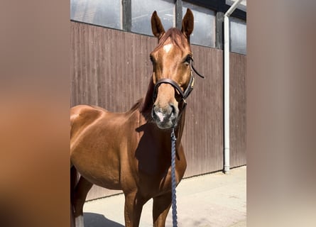 Hanovrien, Hongre, 6 Ans, 171 cm, Alezan