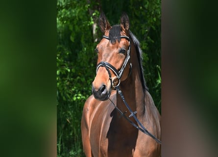 Hanovrien, Hongre, 6 Ans, 171 cm, Bai