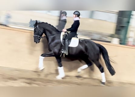 Hanovrien, Hongre, 6 Ans, 171 cm, Noir