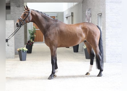 Hanovrien, Hongre, 6 Ans, 172 cm, Bai