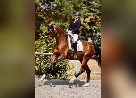 Hanovrien, Hongre, 6 Ans, 172 cm, Bai