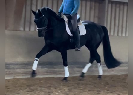 Hanovrien, Hongre, 6 Ans, 172 cm, Noir