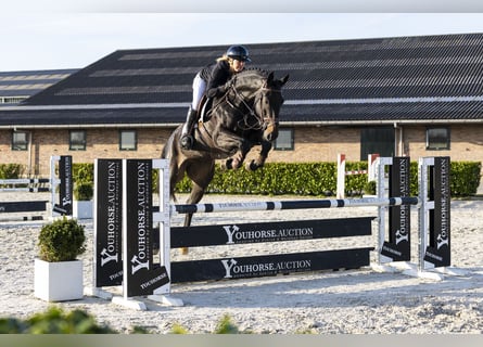 Hanovrien, Hongre, 6 Ans, 173 cm