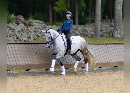 Hanovrien, Hongre, 6 Ans, 173 cm, Gris