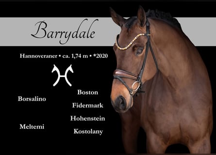 Hanovrien, Hongre, 6 Ans, 174 cm, Bai brun