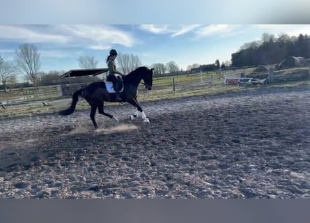 Hanovrien, Hongre, 6 Ans, 175 cm, Bai brun