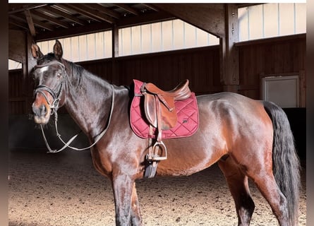 Hanovrien, Hongre, 6 Ans, 175 cm, Noir