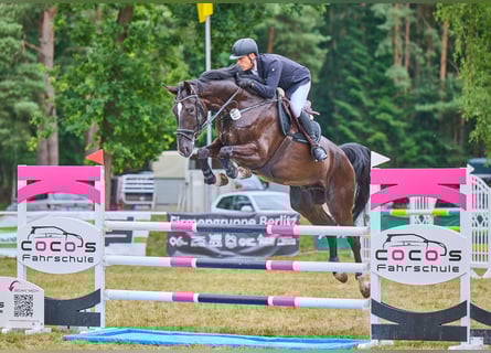 Hanovrien, Hongre, 6 Ans, 180 cm, Bai brun foncé
