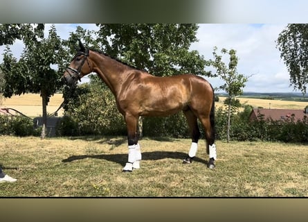 Hanovrien Croisé, Hongre, 6 Ans, 189 cm, Bai