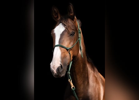 Hanovrien, Hongre, 7 Ans, 162 cm, Bai brun foncé