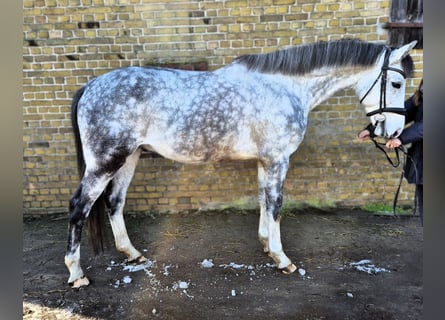 Hanovrien, Hongre, 7 Ans, 165 cm, Gris