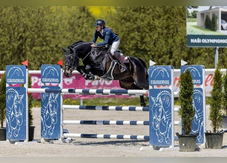 Hanovrien, Hongre, 7 Ans, 166 cm, Bai brun