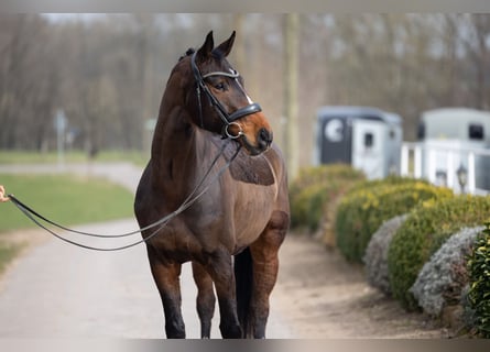 Hanovrien, Hongre, 7 Ans, 166 cm, Bai