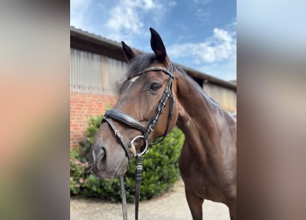 Hanovrien, Hongre, 7 Ans, 166 cm, Bai