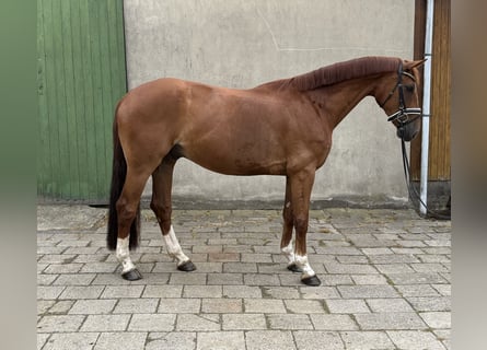 Hanovrien, Hongre, 7 Ans, 168 cm, Alezan