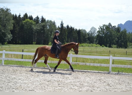 Hanovrien, Hongre, 7 Ans, 168 cm, Alezan