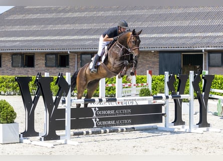 Hanovrien, Hongre, 7 Ans, 168 cm, Bai