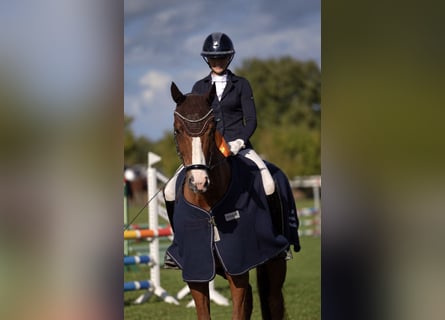 Hanovrien, Hongre, 7 Ans, 170 cm, Alezan
