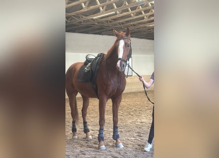 Hanovrien, Hongre, 7 Ans, 170 cm, Alezan