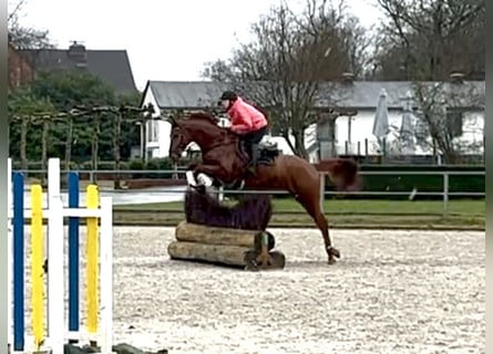 Hanovrien, Hongre, 7 Ans, 170 cm, Alezan