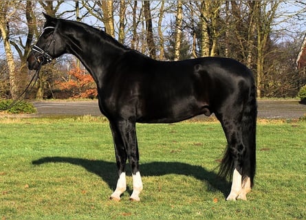 Hanovrien, Hongre, 7 Ans, 170 cm, Bai brun foncé