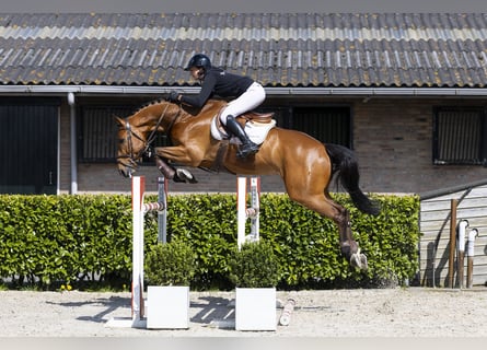 Hanovrien, Hongre, 7 Ans, 170 cm