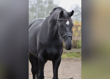 Hanovrien, Hongre, 7 Ans, 170 cm, Noir